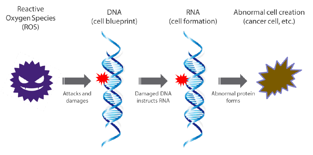 Detrimental effect on cell composition from ROS